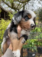 Dark copper, a male Miniature Australian Shepherd for sale in Fresno, CA – 4 of 4