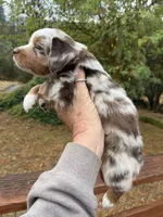 Female red merle, a female Miniature Australian Shepherd for sale in Fresno, CA – 3 of 4