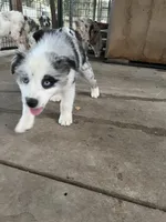 AKC Female blue merle, a female Australian Shepherd for sale in Fresno, CA – 3 of 6