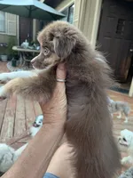 Dynki, a female Toy Australian Shepherd for sale in Fresno, CA – 2 of 4