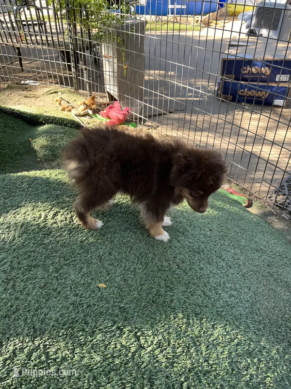 Red tri male – Toy Australian Shepherd puppy for sale in Fresno, CA