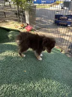 Red tri male, a male Toy Australian Shepherd for sale in Fresno, CA – 1 of 3