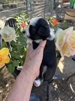Black tri female, a female Toy Australian Shepherd for sale in Fresno, CA – 2 of 5