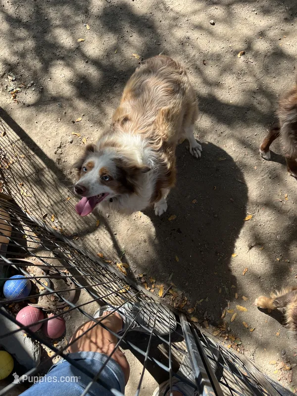 Ruba – Toy Australian Shepherd puppy for sale in Fresno, CA