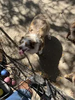 Ruba, a female Toy Australian Shepherd for sale in Fresno, CA – 1 of 1