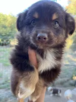 Red tri male, a male Toy Australian Shepherd for sale in Fresno, CA – 2 of 3