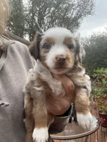 Female red merle, a female Miniature Australian Shepherd for sale in Fresno, CA – 1 of 4
