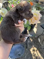Red tri male, a male Toy Australian Shepherd for sale in Fresno, CA – 4 of 4