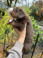 Red tri , a male Miniature Australian Shepherd for sale in Fresno, CA – 2 of 4