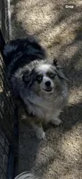Boo Boo, a female Miniature Australian Shepherd for sale in Fresno, CA – Photo 2 of 2