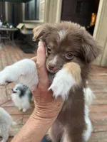 Dynki, a female Toy Australian Shepherd for sale in Fresno, CA – 4 of 4