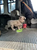 Red Merle male, a male Australian Shepherd for sale in Fresno, CA – 4 of 10