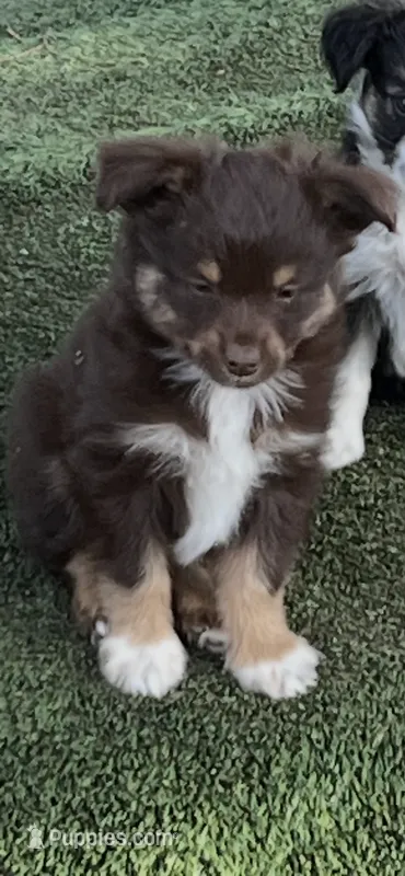 Red tri male – Toy Australian Shepherd puppy for sale in Fresno, CA