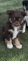 Red tri male, a male Toy Australian Shepherd for sale in Fresno, CA – 1 of 3