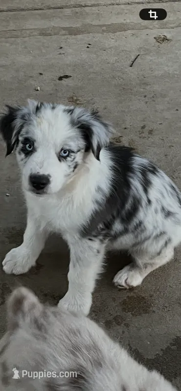 Blue Merle male1 – Australian Shepherd puppy for sale in Fresno, CA