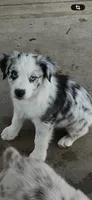 AKC Blue Merle male1, a male Australian Shepherd for sale in Fresno, CA – 1 of 9