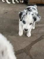 AKC Blue Merle male1, a male Australian Shepherd for sale in Fresno, CA – 3 of 9