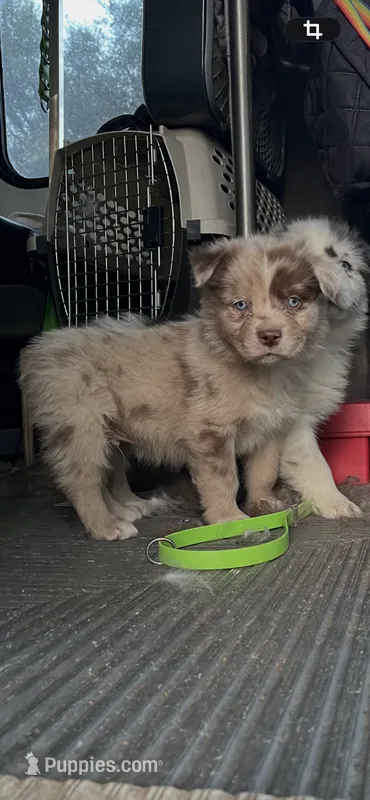 Red Merle male – Australian Shepherd puppy for sale in Fresno, CA