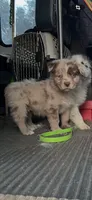 Red Merle male, a male Australian Shepherd for sale in Fresno, CA – 3 of 10