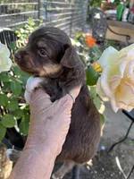 Red tri female, a female Toy Australian Shepherd for sale in Fresno, CA – 2 of 5