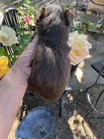 Red tri male, a male Toy Australian Shepherd for sale in Fresno, CA – 3 of 4