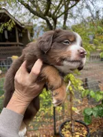 Red tri , a male Miniature Australian Shepherd for sale in Fresno, CA – 4 of 4