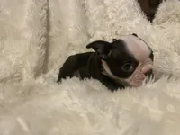 Rosy Posy , a female Boston Terrier for sale in Lineville, AL – 5 of 10