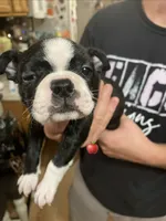 Lady in Red, a female Boston Terrier for sale in Lineville, AL – 9 of 9