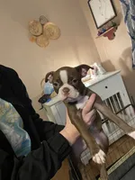 Ruby , a female Boston Terrier for sale in Lineville, AL – 3 of 5
