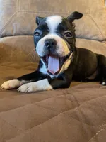 Lady in Red, a female Boston Terrier for sale in Lineville, AL – 3 of 9