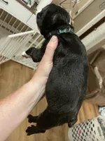 Lucky Charm, a male Boston Terrier for sale in Lineville, AL – 4 of 10