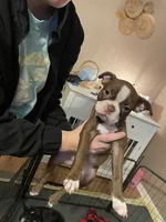 Ruby , a female Boston Terrier for sale in Lineville, AL – 4 of 5
