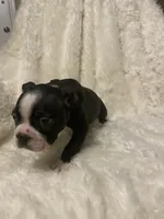 Lucky Charm, a male Boston Terrier for sale in Lineville, AL – 10 of 10