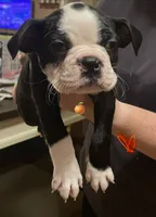 Orange Crush, a male Boston Terrier for sale in Lineville, AL – 2 of 8