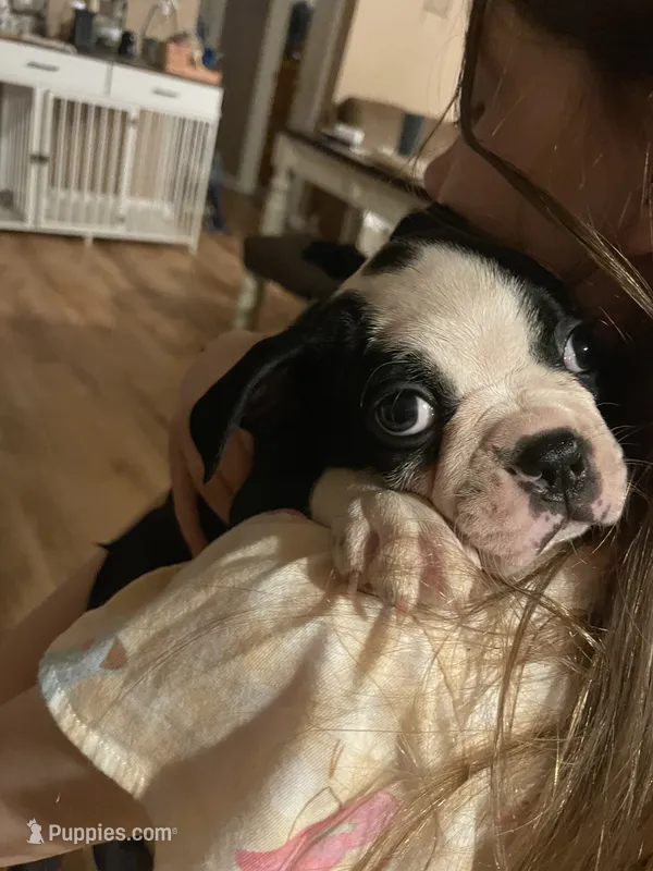 Orange Crush – Boston Terrier puppy for sale in Lineville, AL