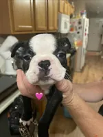 Rosy Posy , a female Boston Terrier for sale in Lineville, AL – 2 of 10