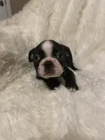 Little Boy Blue, a male Boston Terrier for sale in Lineville, AL – 7 of 8