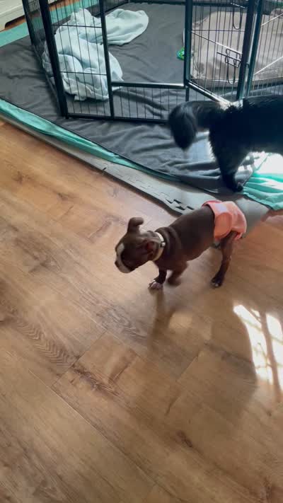 Ruby , a female Boston Terrier for sale in Lineville, AL – 5 of 5