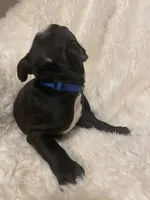 Little Boy Blue, a male Boston Terrier for sale in Lineville, AL – 6 of 8