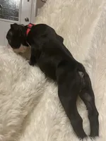 Rosy Posy , a female Boston Terrier for sale in Lineville, AL – 6 of 10
