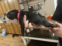 Rosy Posy , a female Boston Terrier for sale in Lineville, AL – 3 of 10