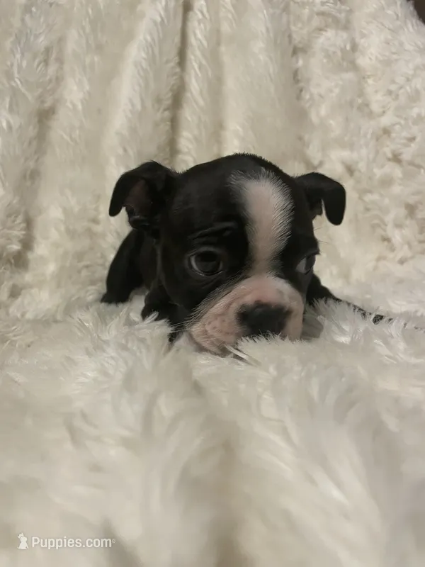 Lucky Charm – Boston Terrier puppy for sale in Lineville, AL