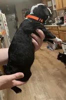 Orange Crush, a male Boston Terrier for sale in Lineville, AL – 4 of 8