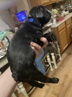 Little Boy Blue, a male Boston Terrier for sale in Lineville, AL – 5 of 8