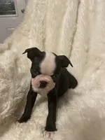 Rosy Posy , a female Boston Terrier for sale in Lineville, AL – 8 of 10