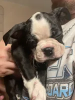 Orange Crush, a male Boston Terrier for sale in Lineville, AL – 7 of 8