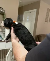 Orange Crush, a male Boston Terrier for sale in Lineville, AL – 5 of 8