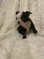 Rosy Posy , a female Boston Terrier for sale in Lineville, AL – 10 of 10