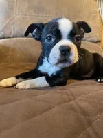 Lady in Red, a female Boston Terrier for sale in Lineville, AL – 4 of 9