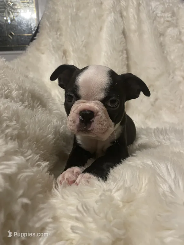 Rosy Posy  – Boston Terrier puppy for sale in Lineville, AL